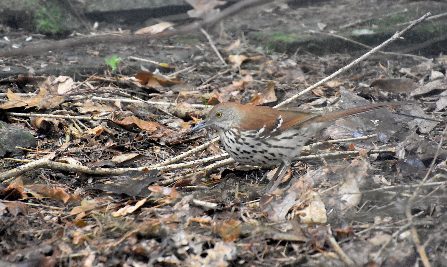One of the most recognizable features of the brown thrasher is its distinctive yellow eye. This large reddish-brown songbird sports a long slightly down-curved bill and dark streaking on its light-colored underparts.